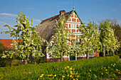 Blossoming trees in front of a half-timbered house with thatched roof, near Neuenkirchen, Altes Land, Lower Saxony, Germany