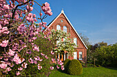 Flowering cherry in front of a farm house, near Neuenkirchen, Altes Land, Lower Saxony, Germany