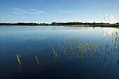 Schilf am Ufer des Selliner Sees, bei Sellin, Insel Rügen, Ostsee, Mecklenburg-Vorpommern, Deutschland