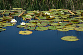 Water lilies, Hiddensee island, National Park Vorpommersche Boddenlandschaft, Baltic Sea, Mecklenburg Western-Pomerania, Germany