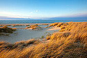 Dunes at the beach, Ellenbogen peninsula, Sylt island, North Sea, North Friesland, Schleswig-Holstein, Germany