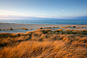 Dunes at the beach, Ellenbogen peninsula, Sylt island, North Sea, North Friesland, Schleswig-Holstein, Germany