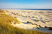 Dunes at Kniepsand beach, Amrum island, North Sea, North Friesland, Schleswig-Holstein, Germany