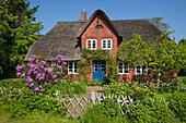 Common lilac in front of a frisian house with thatched roof, Nebel, Amrum island, North Sea, North Friesland, Schleswig-Holstein, Germany