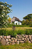 Steinmauer vor reetgedecktem Friesenhaus, Nebel, Insel Amrum, Nordsee, Nordfriesland, Schleswig-Holstein, Deutschland