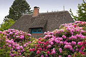 Rhododendron in front of a frisian house with thatched roof, Nebel, Amrum island, North Sea, North Friesland, Schleswig-Holstein, Germany
