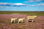 Sheep at a field of sea pinks, Ellenbogen peninsula, Sylt island, North Sea, North Friesland, Schleswig-Holstein, Germany