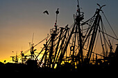 Sunset in the harbour, Fishing boats in the marina, Essaouira, Morocco