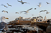 Seagull flying over the Medina of Essaouira, Morocco