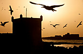 Möwen fliegen über den Hafen in der Nähe von der portugiesischen Zitadelle, Essaouira, Marokko