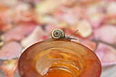 Snail in the bathroom in room 22, El Fenn, Marrakech, Morocco