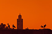 Störche auf die Befestigungsmauern, Medina, Marrakesch, Marokko