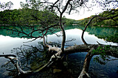 Alter Baum liegt in einem See, Hvar, Dalmatien, Kroatien