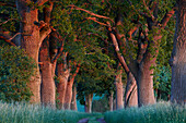 Allee of oak trees at sunrise, Eickelberg, Warnow, Mecklenburg-Western Pomerania, Germany