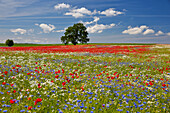 Kornblumen, Klatschmohn und Margeriten im Rapsfeld bei Lassan, Mecklenburg-Vorpommern, Deutschland