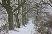Schneetreiben am Hohlweg in Steffenshagen, Mecklenburg-Vorpommern, Deutschland