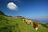 Kühe grasen auf Almwiese vor Steinlingalm, Steinlingalm, Kampenwand, Chiemgauer Alpen, Chiemgau, Oberbayern, Bayern, Deutschland