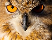 EURASIAN EAGLE OWL - BUHO REAL Bubo bubo