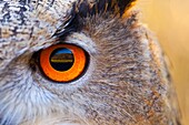 EURASIAN EAGLE OWL - BUHO REAL Bubo bubo