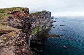 Latrabjarg bird cliffs, Westfjords, Iceland, Europe.