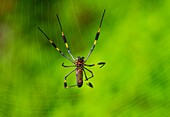 Tropical forest, Kuna Yala Region, Panama, Central America, America