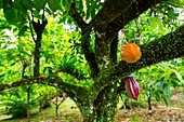 Cocoa farmland, Dolphin Bay, Bocas del Toro Archipelago, Bocas del Toro Province, Panama, Central America, America