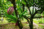 Cocoa farmland, Dolphin Bay, Bocas del Toro Archipelago, Bocas del Toro Province, Panama, Central America, America