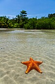 Starfish Beach, Colon Island, Bocas del Toro Archipelago, Bocas del Toro Province, Panama, Central America, America