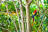 Scarlet Macaw Ara macao