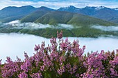 HEATHER Erica australis, Fuentes del Narcea, Degana e Ibias Natural Park, Asturias, Spain, Europe