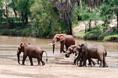 Elephants (Loxodonta africana), Tsavo East National Park, Kenya.