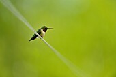 Ruby throated hummingbird Archilochus colubris Male sitting on a clostheline, Greater Sudbury Lively, Ontario, Canada
