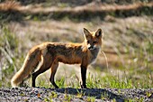 Red fox Vulpes vulpes hunting near the road