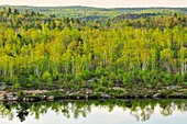 Deciduous trees with emerging spring foliage and pines on the shore of a small lake, Greater Sudbury, Ontario, Canada