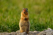 Columbian ground squirrel (Spermophilus columbianus) Feeding and alert near burrow in urban setting, Canmore, Alberta, Canada.