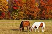 Horses grazing in the pasture with fall foliage color in the forests near Minocqua, Wisconsin, USA