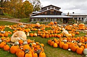 Pumpkins and squash for sale at the Pond Hill Farms along Highway 119 near Harbor Springs, Michigan, USA