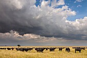 African buffalo (Syncerus caffer) herd in savanna, Maasai Mara National Reserve, Kenya, Africa.