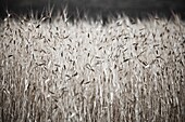 Production of wheat in Provence, France