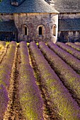 Blooming field of Lavender Lavandula angustifolia in front of Senanque Abbey, Gordes, Vaucluse, Provence-Alpes-Cote d´Azur, Southern France, France, Europe