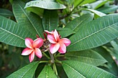 Blüten der roten Frangipani Plumeria Rubra