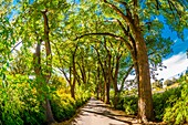 A verdant tree lined road, Los Poblanos Historic Inn & Organic Farm, Los Ranchos de Albuquerque, Albuquerque, New Mexico USA