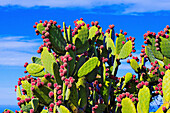 canary islands, la palma, north west : prickly pear