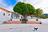 canary islands, la palma : tirajafe, church place, giant laurel and dog