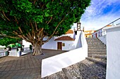 canary islands, la palma : tirajafe,tiled roof, church tower and giant laurel