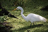 White Egret wading bird in the Corkscrew Swamp Sanctuary a National Audubon Society sanctuary located in southwest Florida, north of Naples, Florida and east of Bonita Springs, in the United States. The sanctuary was established to protect one of the larg