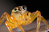 Jumping spider Salticidae. Image taken at Kampung Satau, Sarawak, Malaysia.