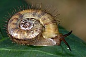 Snail. Image taken at Kampung Satau, Sarawak, Malaysia.
