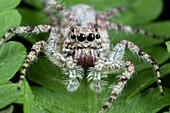 Jumping spider Salticidae. Image taken at Kampung Satau, Sarawak, Malaysia.