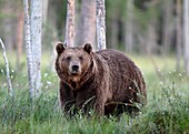 Bear Ursus arctos Kuhmo Finland